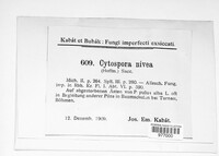 Cytospora nivea image